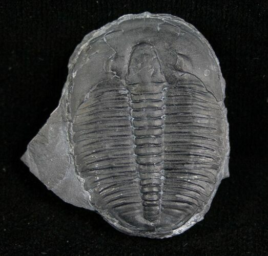 Elrathia Trilobite Fossil - Utah #6743